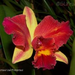 Location: Palm Sunday Orchid Show, MI
Date: 2010-03-27