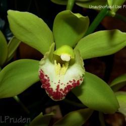 Location: Palm Sunday Orchid Show, MI
Date: 2007-03-31