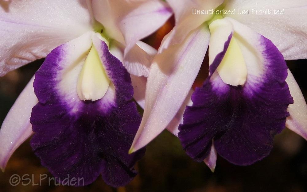 Photo of Orchid (Cattleya Memoria Robert Strait 'Blue Hawaii') uploaded by DaylilySLP