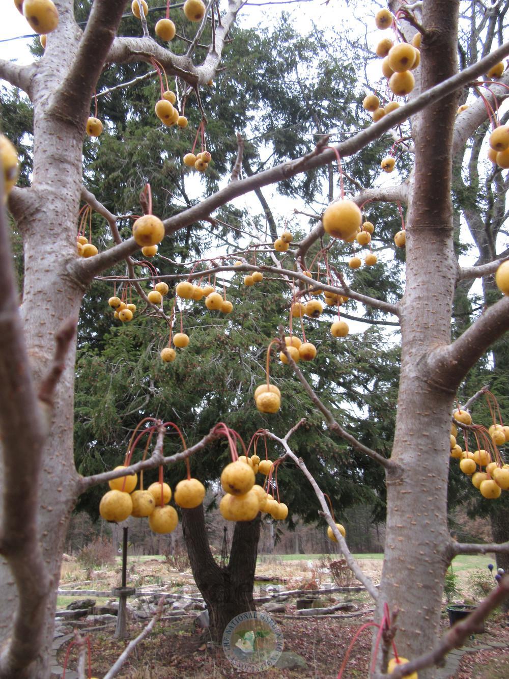 Photo of Crabapple (Malus Harvest Gold®) uploaded by Frillylily