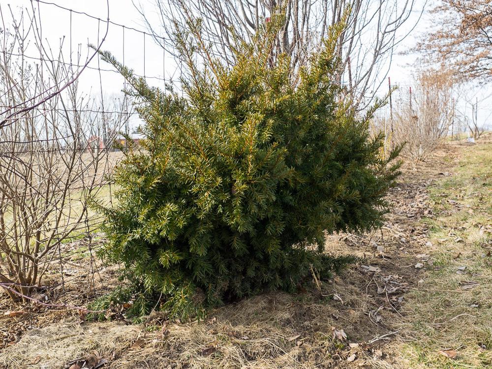 Photo of Anglo-Japanese Yew (Taxus 'Densiformis') uploaded by frankrichards16