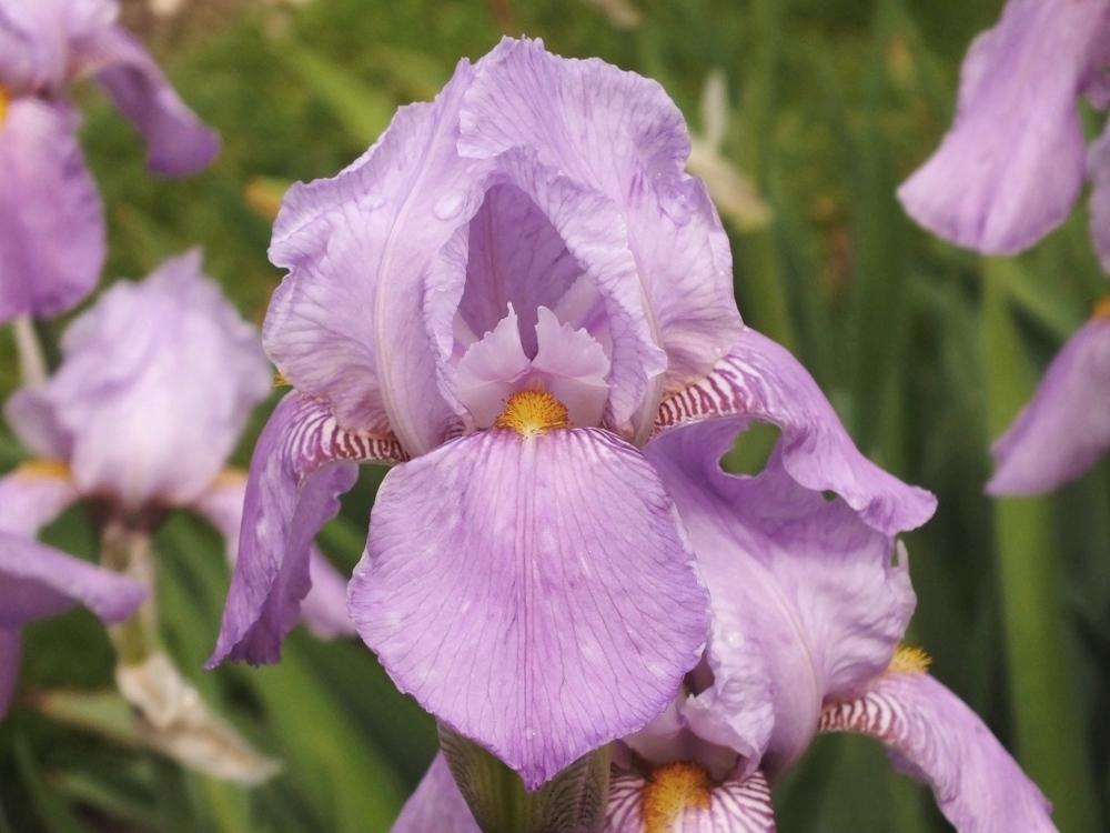 Photo of Tall Bearded Iris (Iris 'Susan Bliss') uploaded by sunnyvalley