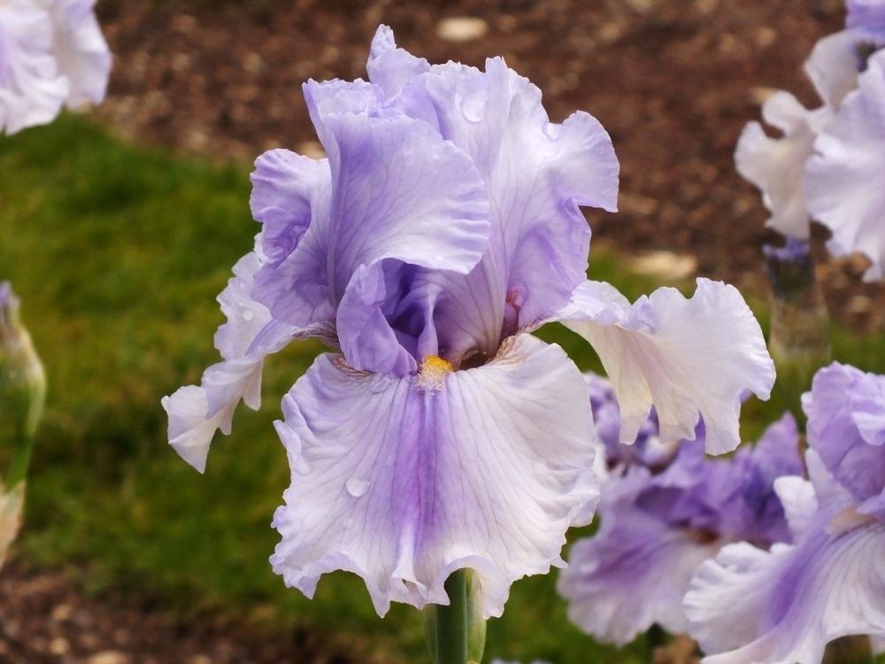 Photo of Tall Bearded Iris (Iris 'Timescape') uploaded by sunnyvalley