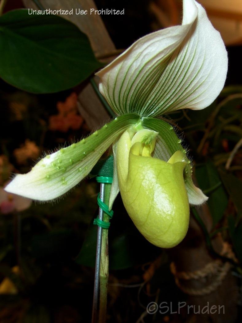 Photo of Orchid (Paphiopedilum Clair de Lune 'Edgard Van Belle') uploaded by DaylilySLP