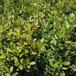 Location: Volo Bog in northeast Illinois south of Fox Lake
Date: 2014-08-14
summer foliage of wild shrubs