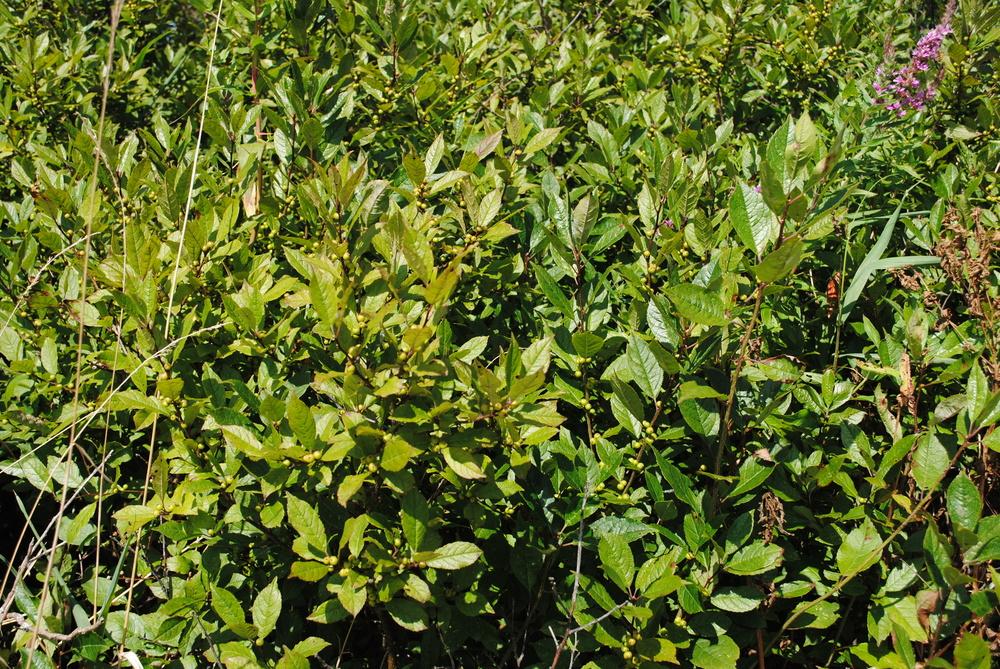 Photo of Winterberry (Ilex verticillata) uploaded by ILPARW