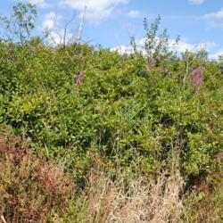Location: Volo Bog in northeast Illinois south of Fox Lake
Date: 2014-08-14
wild shrubs along walkway in bog in summer