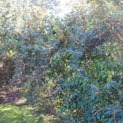 Location: Tyler Arboretum in southeast PA near Media
Date: 2011-11-02
shrub with fruit