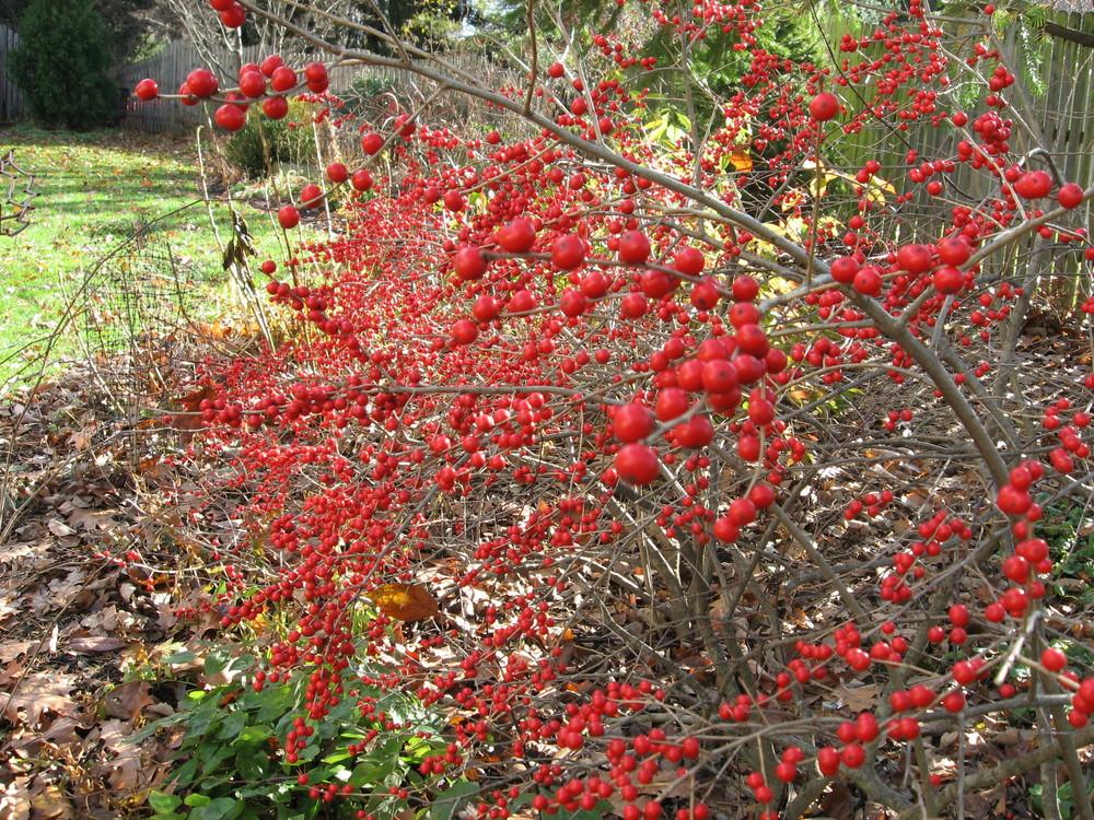 Photo of Winterberry Holly (Ilex verticillata 'Red Sprite') uploaded by ILPARW