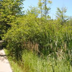 Location: Indiana Dunes State Park in northwest IN 
Date: 2016-07-16
wild shrubs in summer along walkway to left