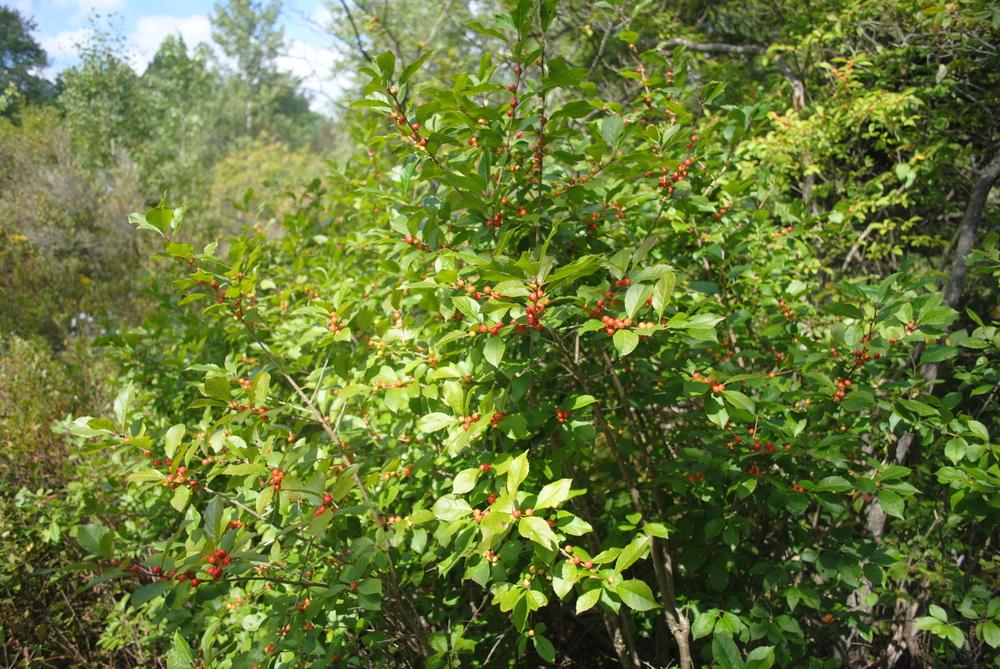 Photo of Winterberry (Ilex verticillata) uploaded by ILPARW