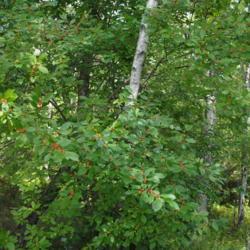 Location: Thomas Darling Preserve near Blakeslee, PA
Date: 2016-09-13
a wild female shrub in wet acid soil