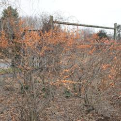 Location: Tyler Arboretum in southeast PA near Media
Date: 2012-02-15
shrub group in winter