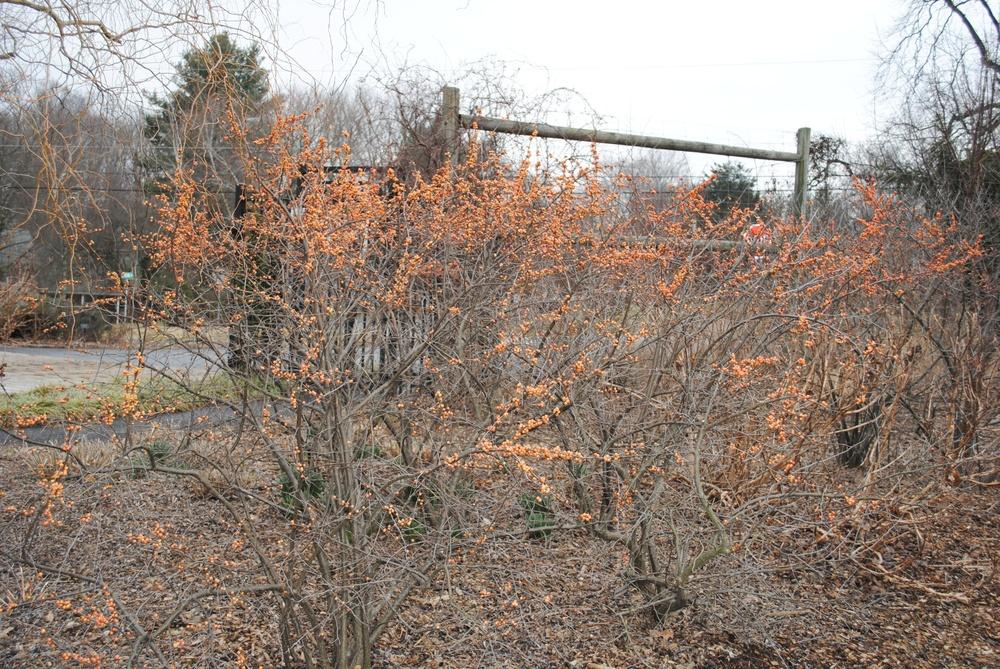 Photo of Winterberry Holly (Ilex verticillata 'Winter Gold') uploaded by ILPARW