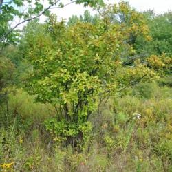 Location: Thomas Darling Preserve near Blakeslee, PA
Date: 2016-09-13
a wild female shrub in a boggy area