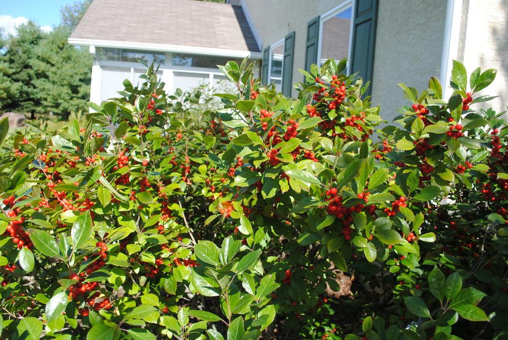 Photo of Winterberry Holly (Ilex verticillata 'Red Sprite') uploaded by ILPARW