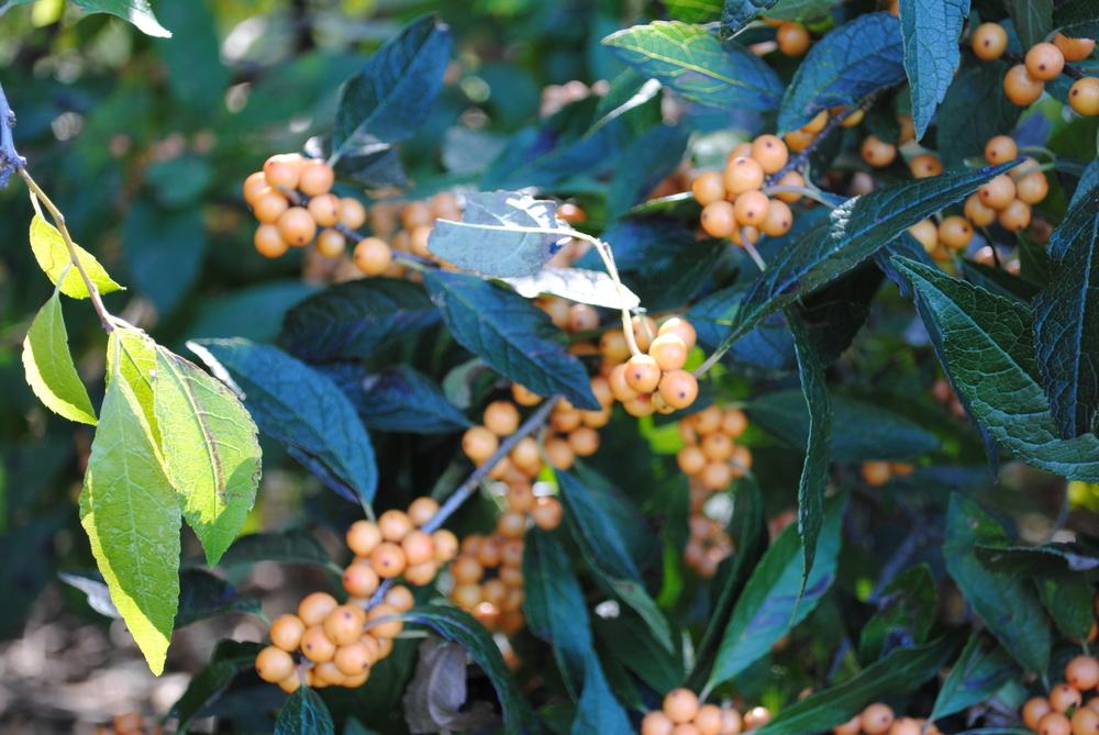 Photo of Winterberry Holly (Ilex verticillata 'Winter Gold') uploaded by ILPARW