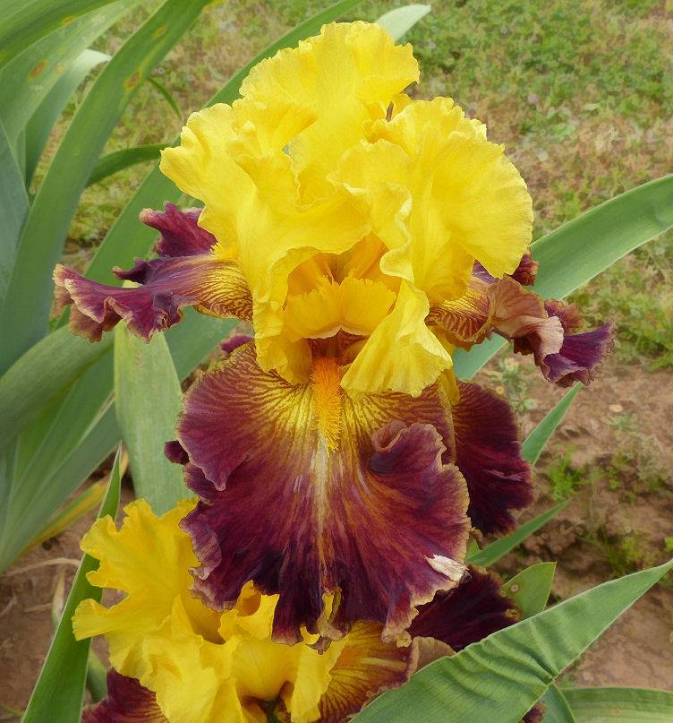 Photo of Tall Bearded Iris (Iris 'Organ Mountain Sunrise') uploaded by Misawa77