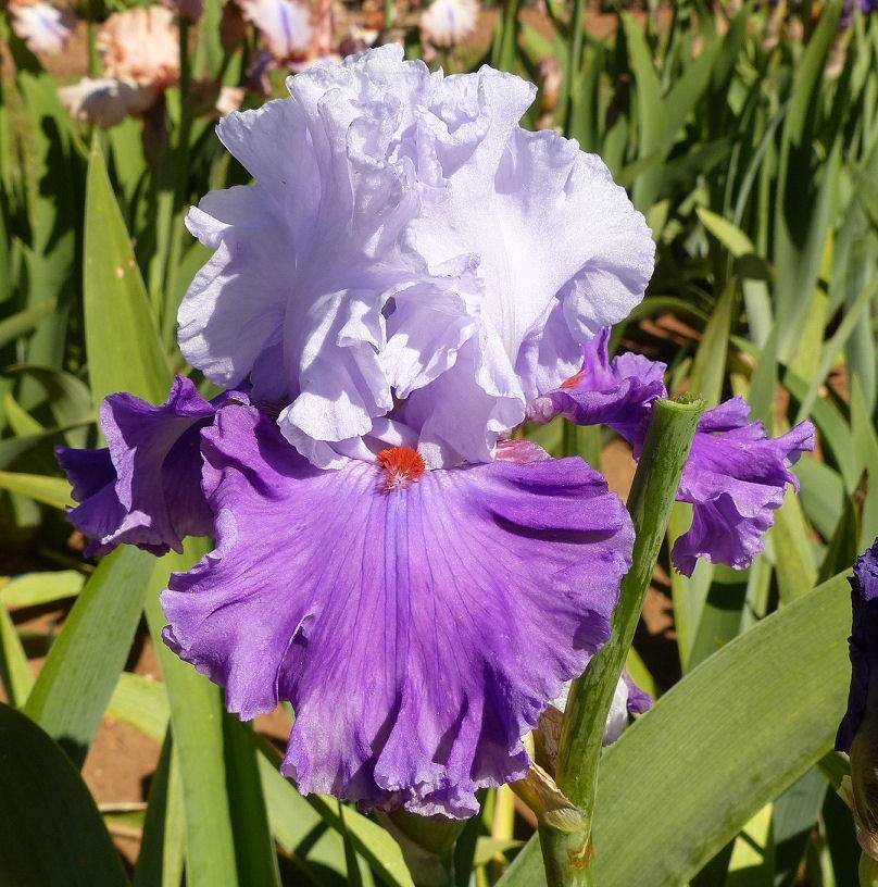 Photo of Tall Bearded Iris (Iris 'Lady of Leisure') uploaded by Misawa77