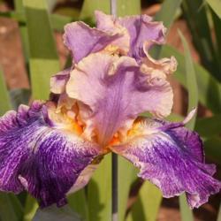 Location: Catheys Valley California
Photo courtesy of Superstition Iris Gardens, posted with permissi