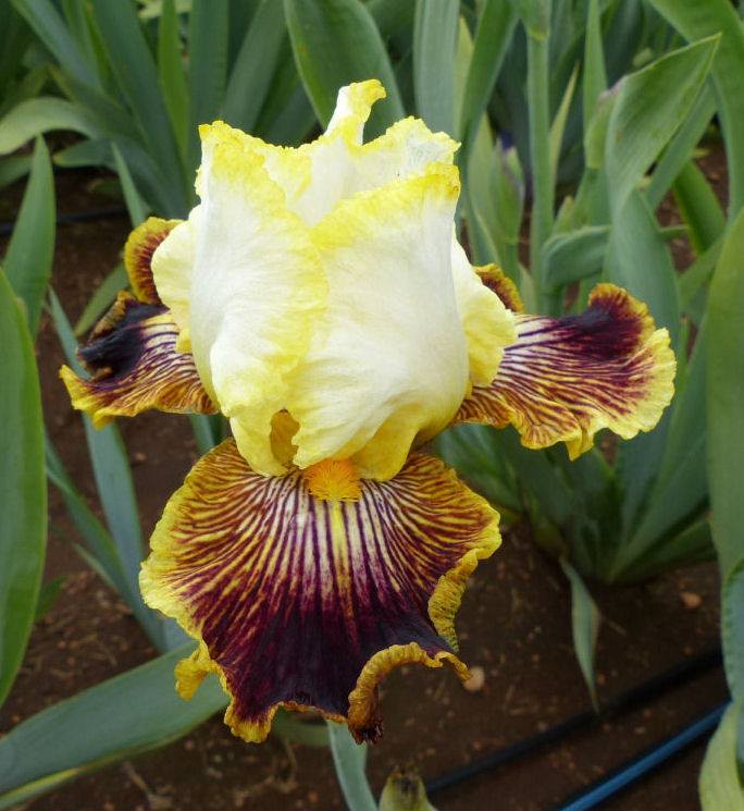 Photo of Tall Bearded Iris (Iris 'Give It Away') uploaded by Misawa77