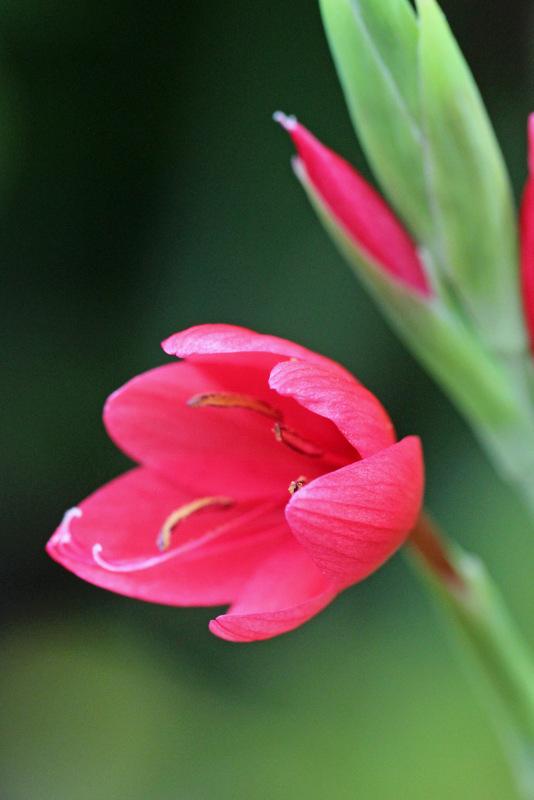 Photo of Kaffir Lily (Hesperantha coccinea) uploaded by RuuddeBlock