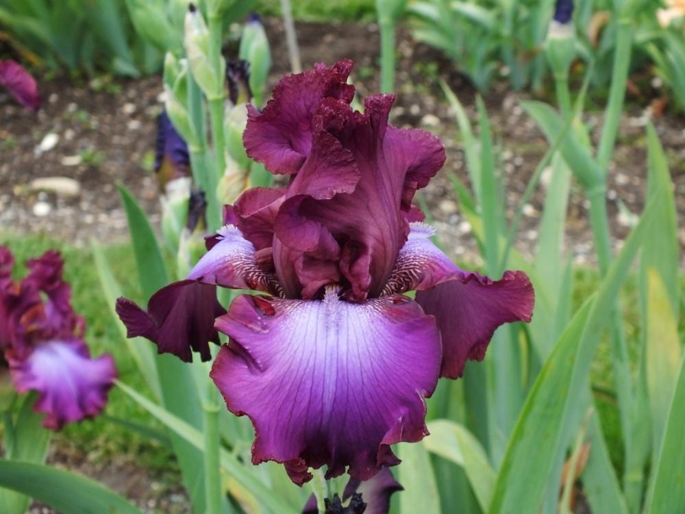Photo of Tall Bearded Iris (Iris 'Rosette Wine') uploaded by sunnyvalley