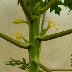 Location: Colima, Colima Mexico (USDA Zone 11)
Date: 2017-12-15
Carica papaya Red Maradol