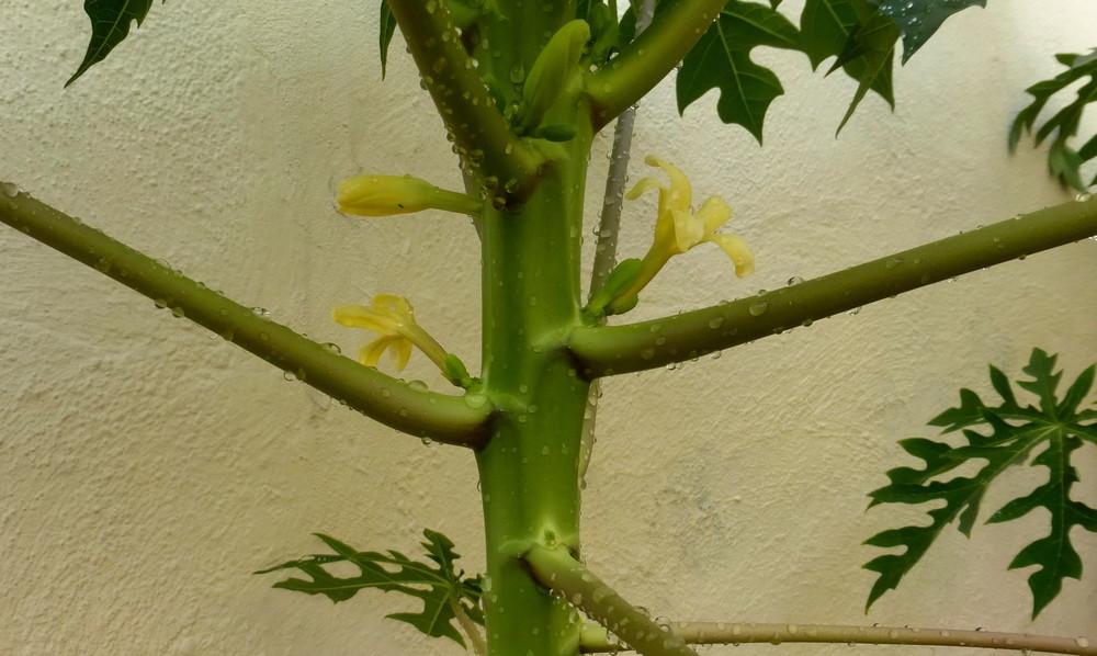 Photo of Papaya (Carica papaya) uploaded by vitrsna