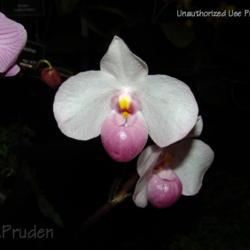 Location: Palm Sunday Orchid Show, MI
Date: 2005-03-20