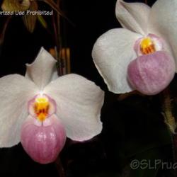 Location: Palm Sunday Orchid Show, MI
Date: 2005-03-19