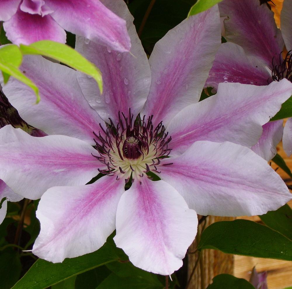 Photo of Clematis 'Nelly Moser' uploaded by HemNorth