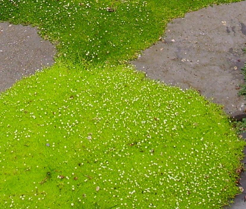 Photo of Irish Moss (Sagina subulata) uploaded by HemNorth