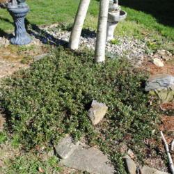 Location: Downingtown, Pennsylvania
Date: 2012-04-06
planted patch of Bearberry