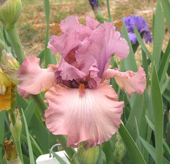 Photo of Tall Bearded Iris (Iris 'Company of One') uploaded by Misawa77