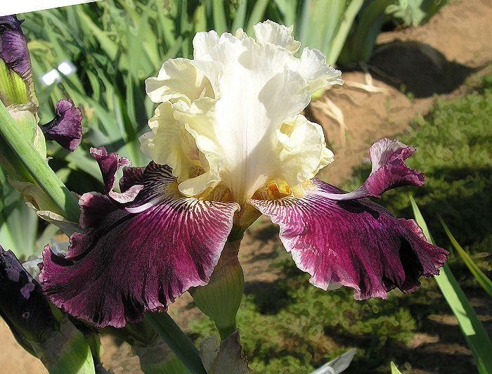 Photo of Tall Bearded Iris (Iris 'Air Hog') uploaded by Misawa77