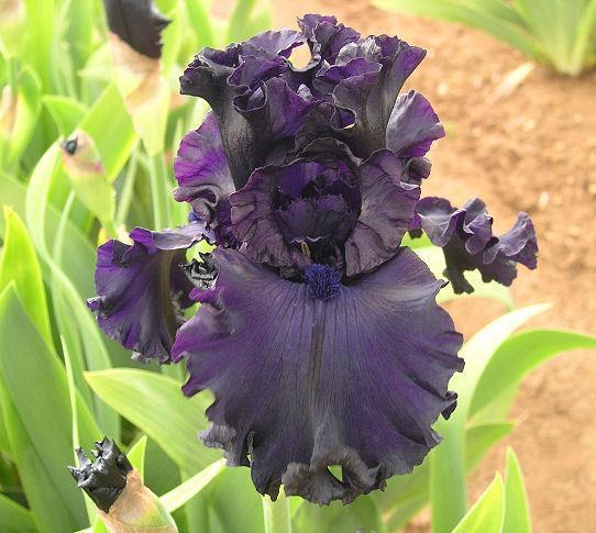 Photo of Tall Bearded Iris (Iris 'All Night Long') uploaded by Misawa77