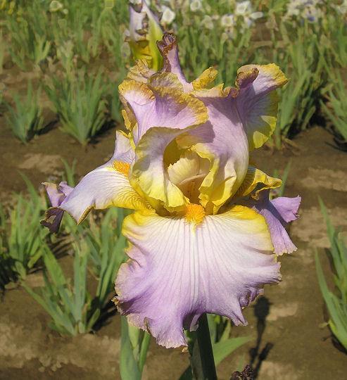 Photo of Tall Bearded Iris (Iris 'All About Spring') uploaded by Misawa77