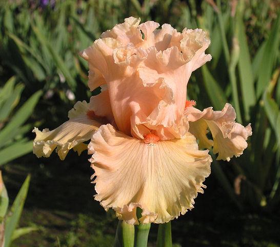 Photo of Tall Bearded Iris (Iris 'Birthday Girl') uploaded by Misawa77