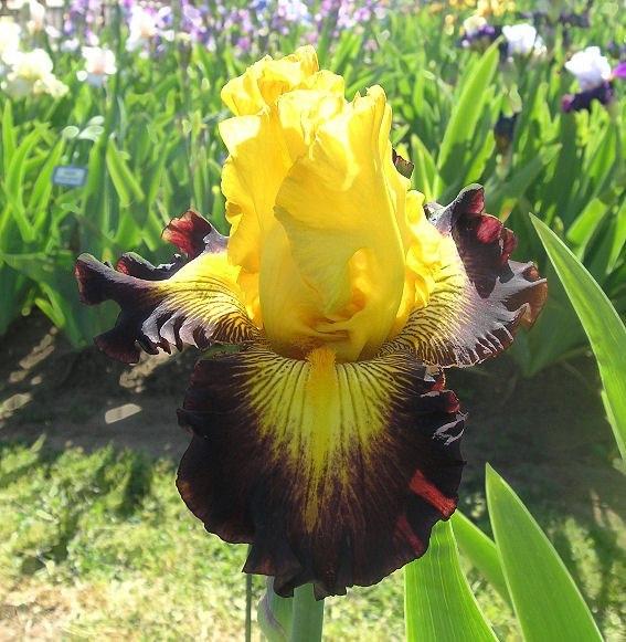 Photo of Tall Bearded Iris (Iris 'Aztec Art') uploaded by Misawa77