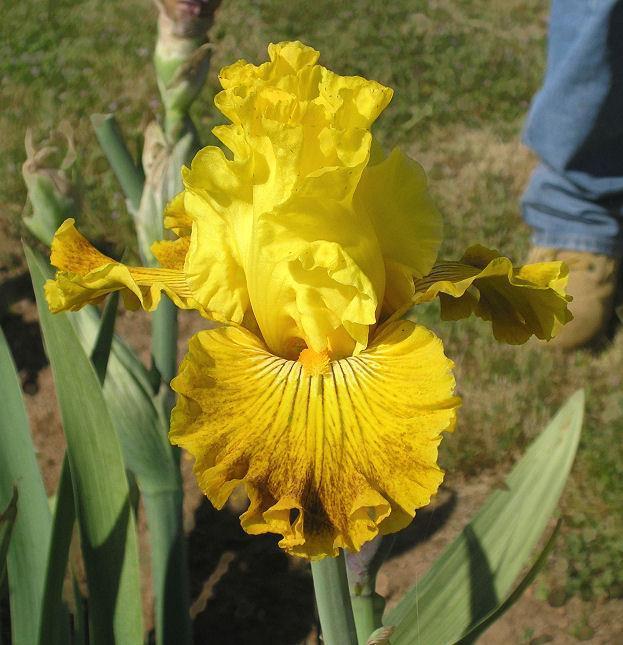 Photo of Tall Bearded Iris (Iris 'Bright Sunshiny Day') uploaded by Misawa77