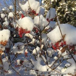 Location: My garden
Date: 2017-12-10
'Erie' is the red berried shrub on the right