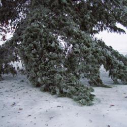 Location: My Gardens
Date: December 19, 2008
After An Ice/Sleet Storm
