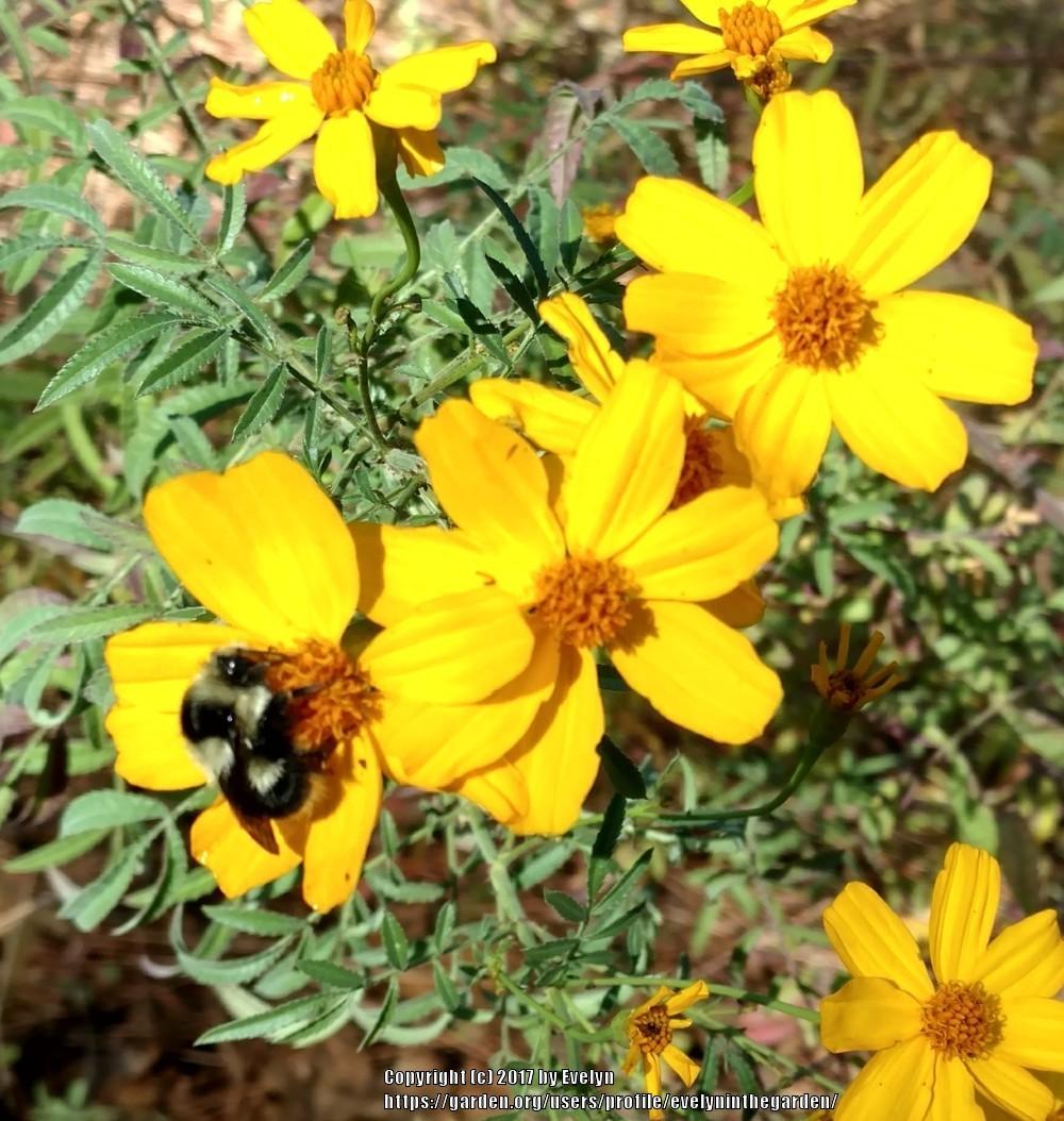 Photo of Mexican Mint Marigold (Tagetes lucida) uploaded by evelyninthegarden