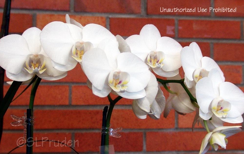 Photo of White Moth Orchid (Phalaenopsis amabilis) uploaded by DaylilySLP
