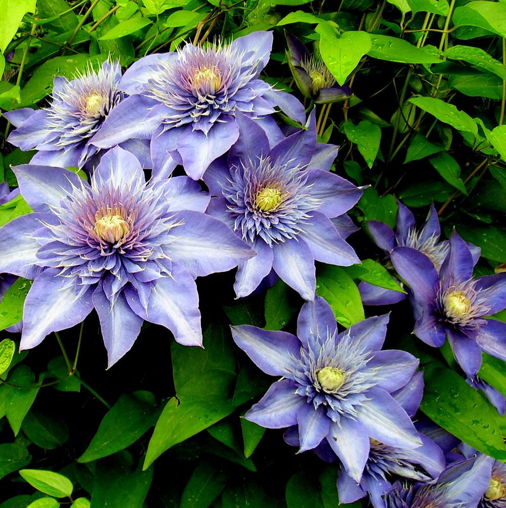 Photo of Clematis 'Multi Blue' uploaded by HemNorth