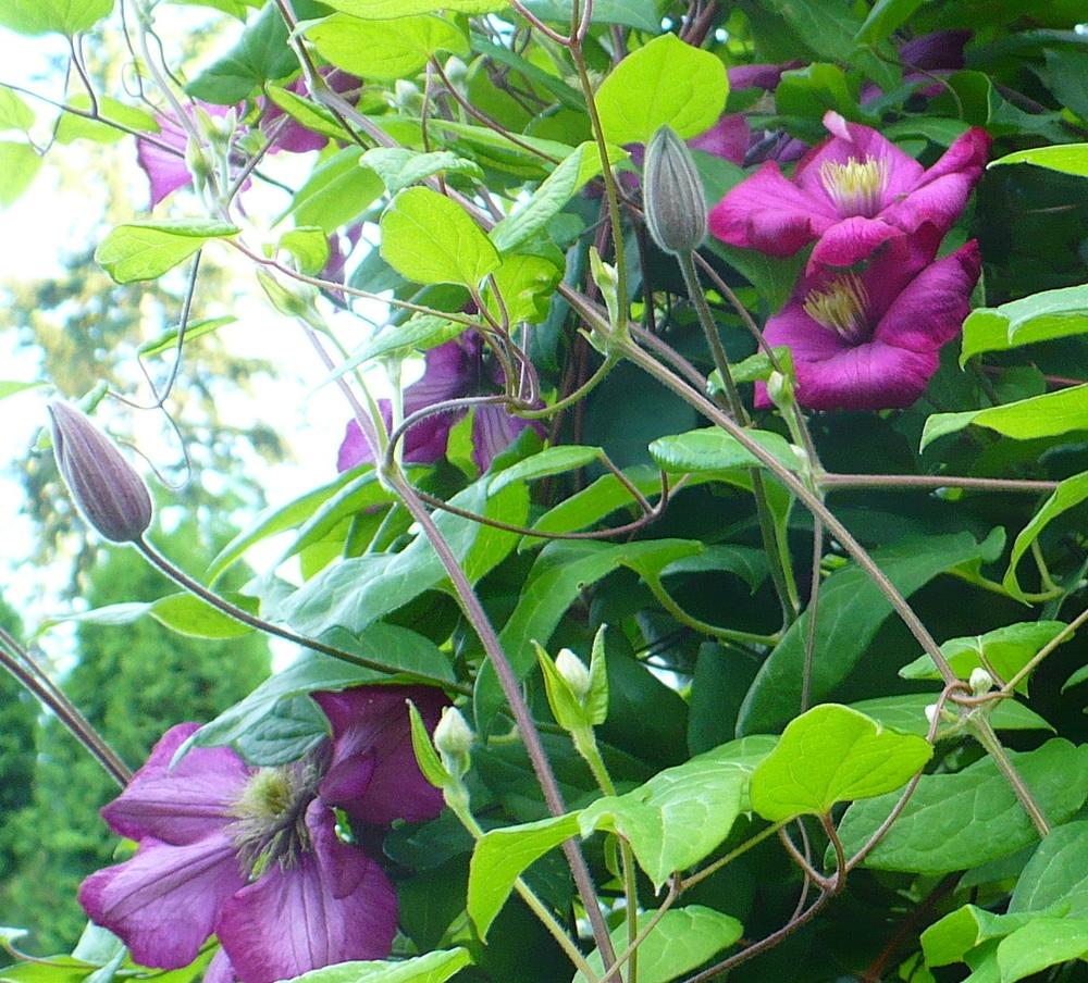 Photo of Clematis 'Ville de Lyon' uploaded by HemNorth