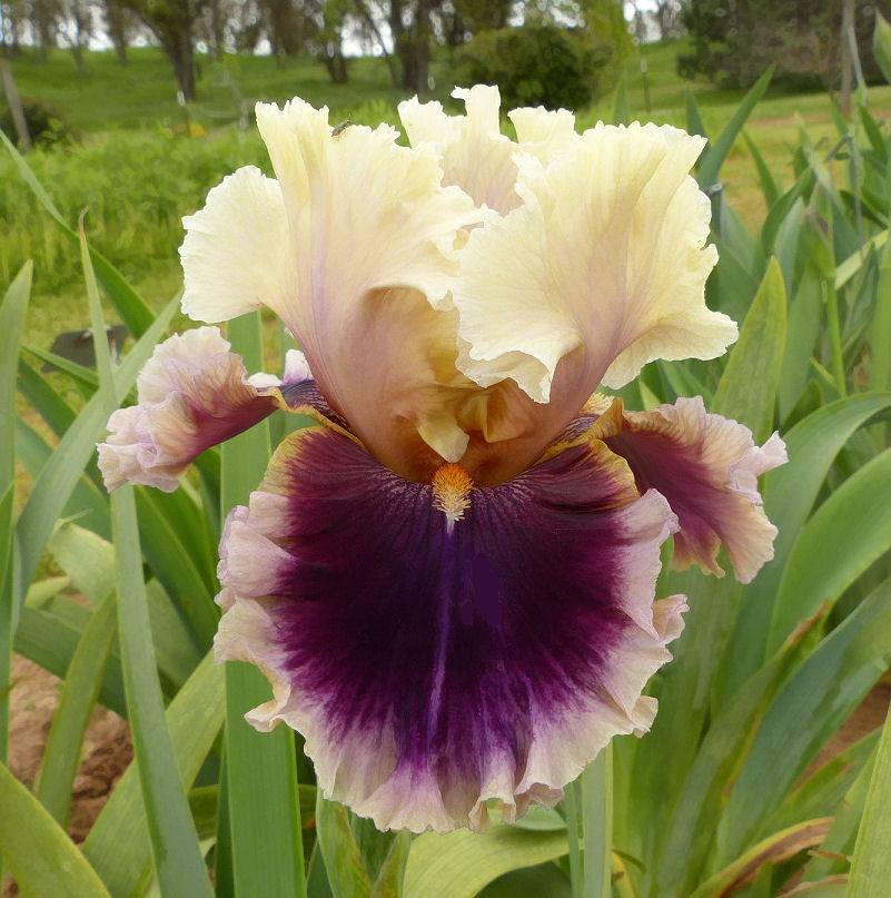 Photo of Tall Bearded Iris (Iris 'Make Mine Magic') uploaded by Misawa77