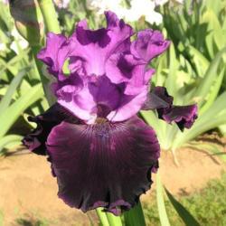 Location: Catheys Valley California
Photo courtesy of Superstition Iris Gardens, posted with permissi