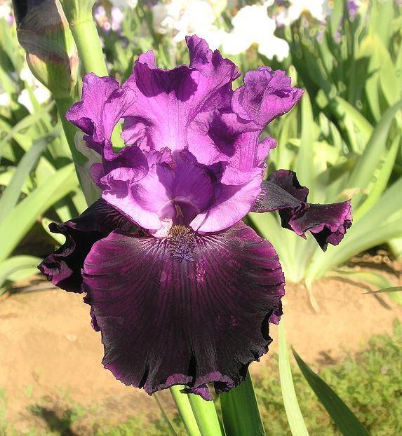 Photo of Tall Bearded Iris (Iris 'Dangerous Liaison') uploaded by Misawa77